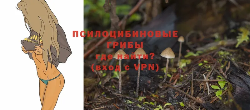 Галлюциногенные грибы Psilocybe  Бийск 